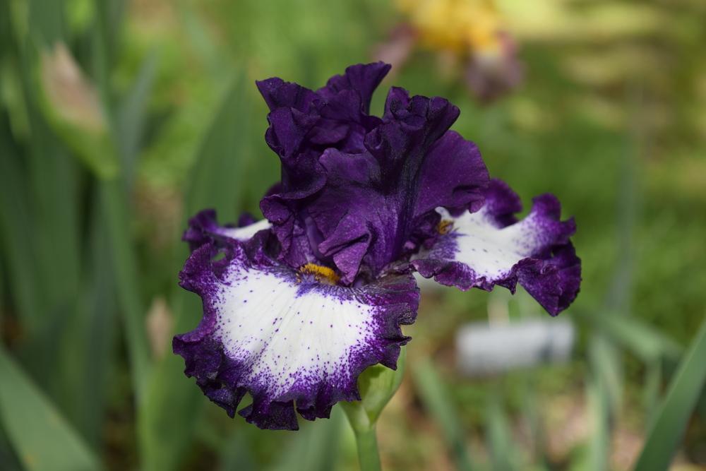 Photo of Tall Bearded Iris (Iris 'Marry the Night') uploaded by Dachsylady86
