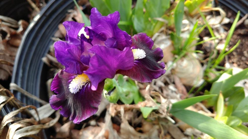 Photo of Standard Dwarf Bearded Iris (Iris 'Pulsator') uploaded by DogsNDaylilies