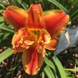 Location: Cuctoria Educational Garden
Date: 2018-06-15, 11:30 a.m.
This flower glows!