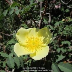 Location: Claremont, California
Date: 2012-04-18
R. alabukensis, plant from Eurodesert Roses