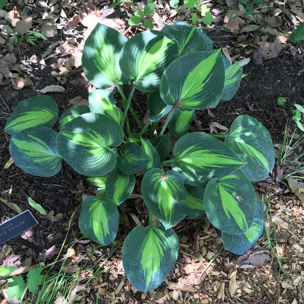 Photo of Hosta 'Grand Marquee' uploaded by csandt