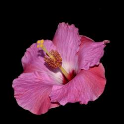 Location: Botanical Gardens of the State of Georgia...Athens, Ga
Date: 2018-06-11
Pink Hibiscus 010