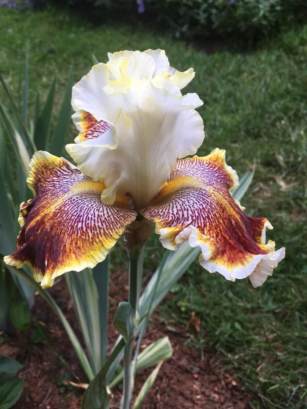 Photo of Tall Bearded Iris (Iris 'Variegated Wonder') uploaded by lharvey16