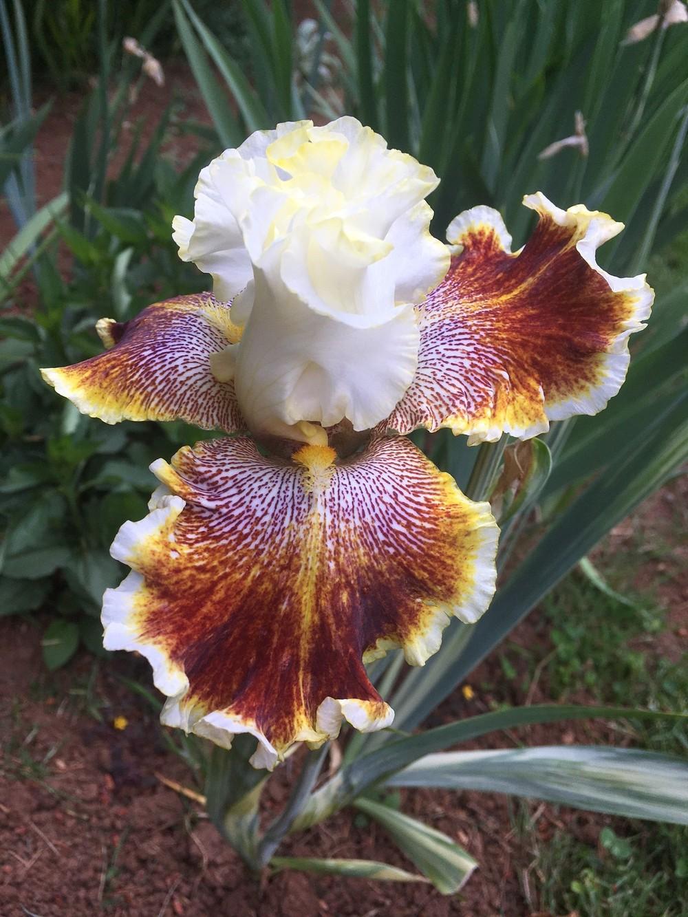 Photo of Tall Bearded Iris (Iris 'Variegated Wonder') uploaded by lharvey16