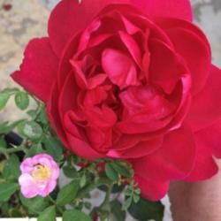 Location: San Marcos, CA
Date: 2017-11-30
Bloom size comparison with Darcey Bussell