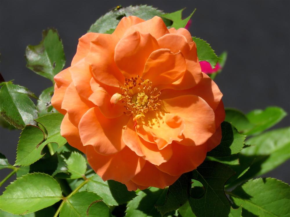 Photo of Rose (Rosa 'Joseph's Coat') uploaded by plantladylin