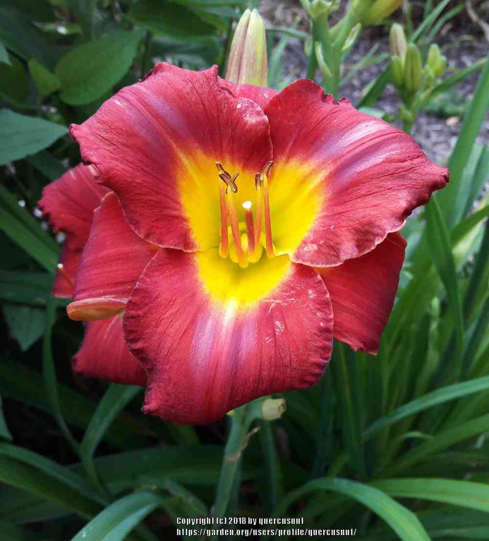 Photo of Daylily (Hemerocallis 'Study in Scarlet') uploaded by quercusnut