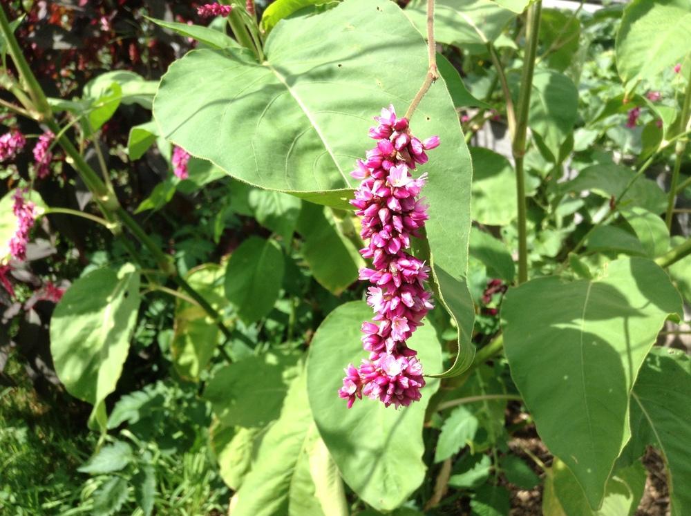 Photo of Kiss Me over the Garden Gate (Persicaria orientalis) uploaded by sooby