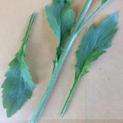 
Date: 2018-06-15
Hairy stem and toothed lower leaves