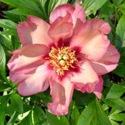 Location: My Garden, Ontario, Canada
Date: 2018-06-15
Bloom of Itoh Peony, 'Berry Garcia' taken with my smartphone came
