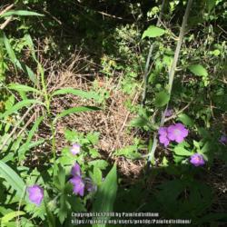 Location: Southern Maine
Date: 2018-06-03
Woodland plant