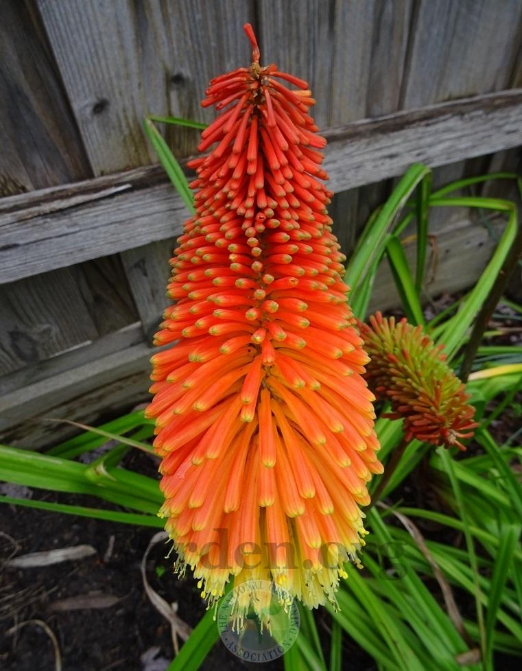 Photo of Winter Poker (Kniphofia 'Winter Cheer') uploaded by Totally_Amazing
