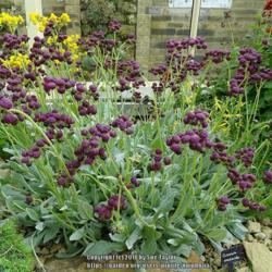 Location: RHS Harlow Carr alpine house, Yorkshire
Date: 2018-06-11