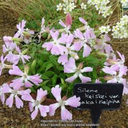 Location: RHS Harlow Carr alpine house, Yorkshire
Date: 2018-06-11