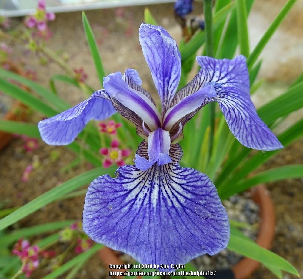 Photo of Species Iris (Iris setosa) uploaded by kniphofia