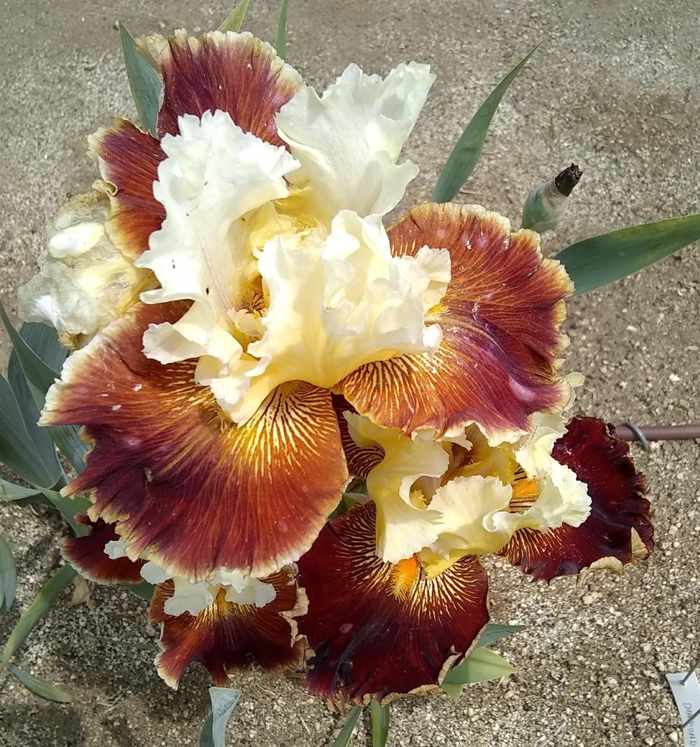 Photo of Tall Bearded Iris (Iris 'Diamonds and Rubies') uploaded by olga_batalov