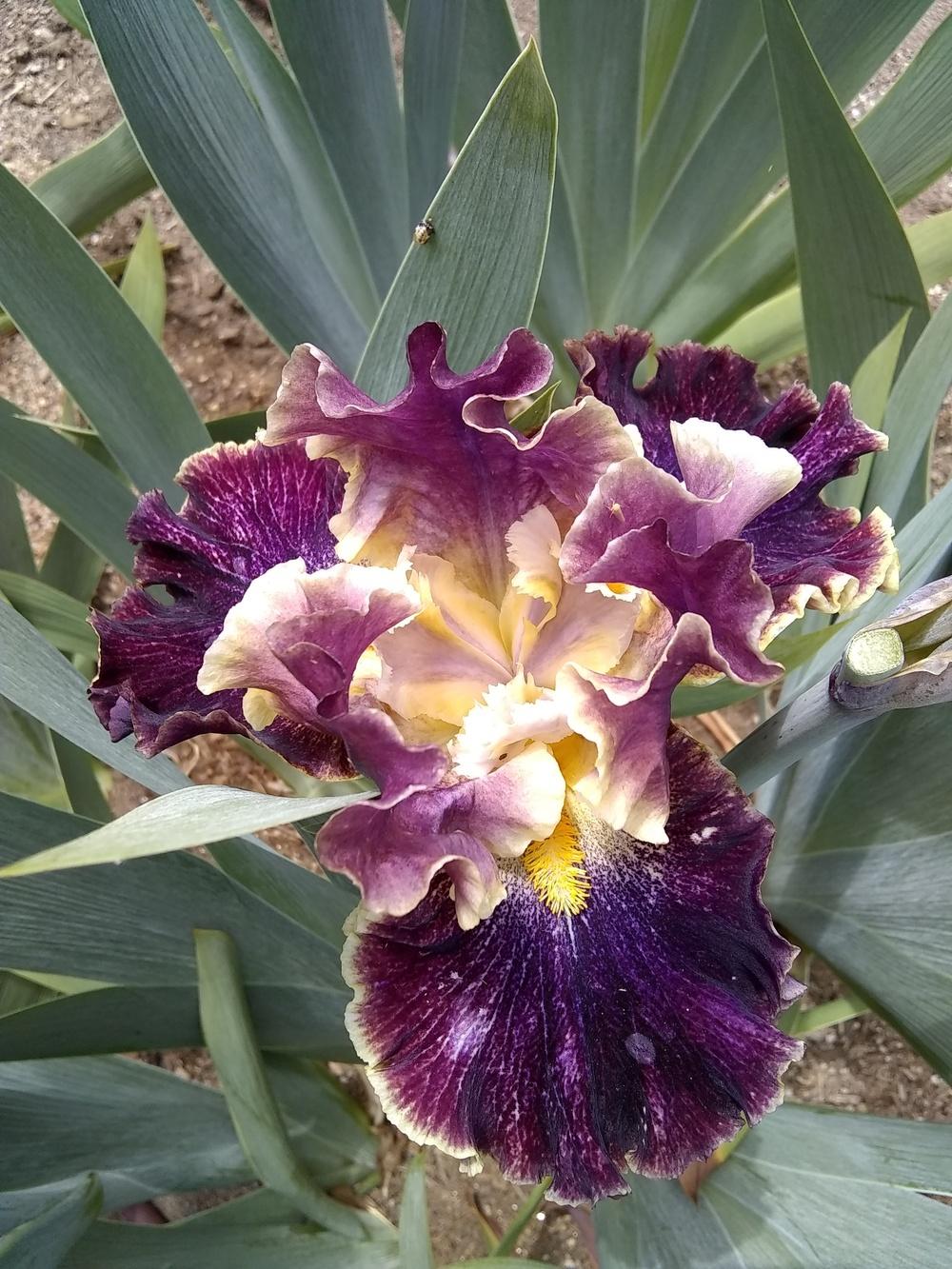 Photo of Tall Bearded Iris (Iris 'Exploding Galaxy') uploaded by olga_batalov