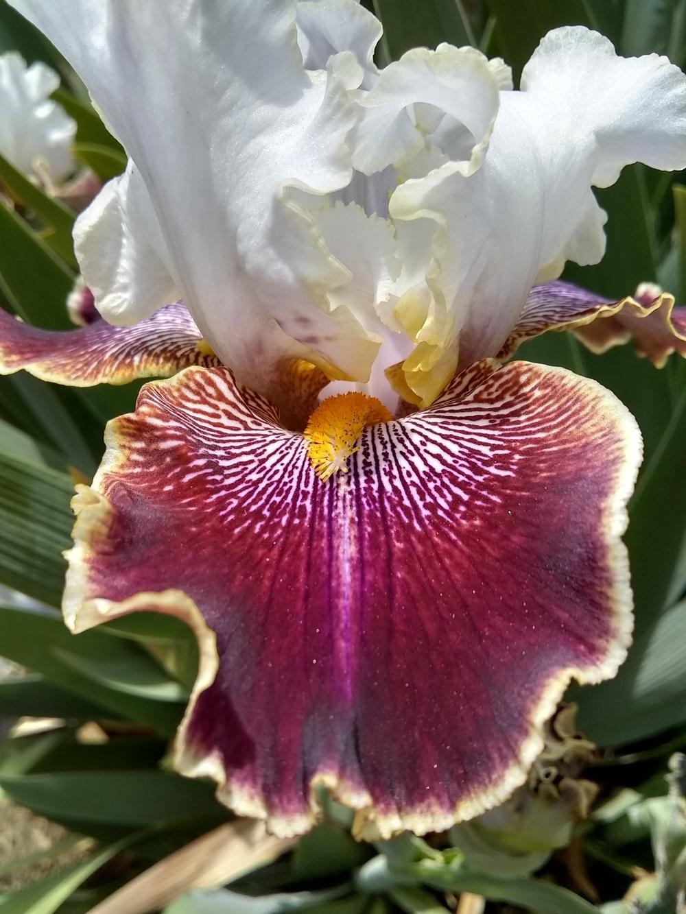 Photo of Tall Bearded Iris (Iris 'Carousel of Dreams') uploaded by olga_batalov