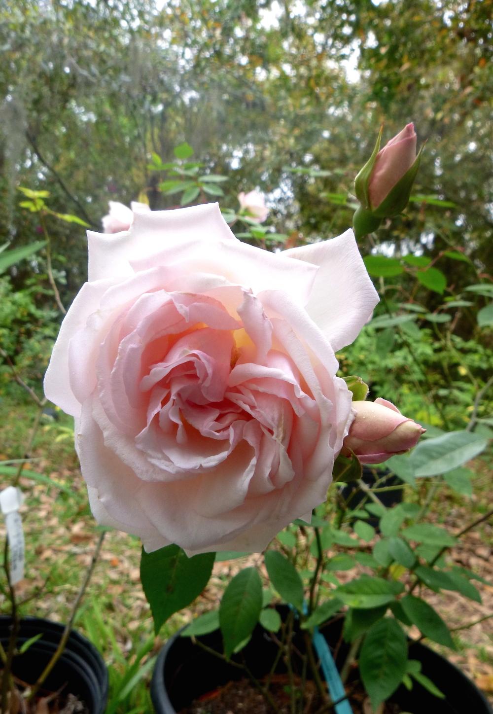 Photo of Rose (Rosa 'Odee Pink') uploaded by scvirginia