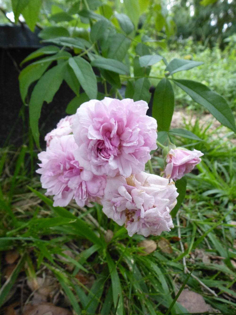Photo of Rose (Rosa 'Annie Laurie McDowell') uploaded by scvirginia