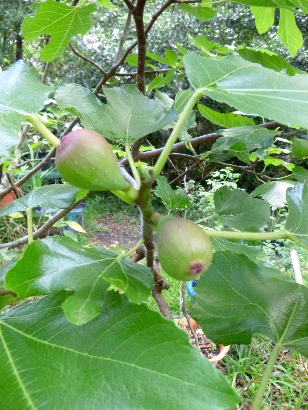 Photo of Common Fig (Ficus carica 'Violette de Bordeaux') uploaded by scvirginia