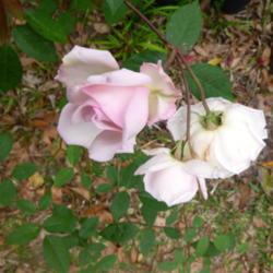 Location: Charleston, SC
Date: 2018-04-04
"Odee Pink" bloom cluster