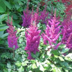 Location: Back yard Salisbury, MD
Date: 2018-06-14
Purple and red in the garden