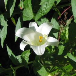 Location: Front yard-Salisbury, MD
Date: 2018-06-14
Single lily in the garden