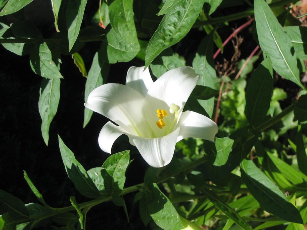 Photo of Lily (Lilium longiflorum) uploaded by Archivesgirl