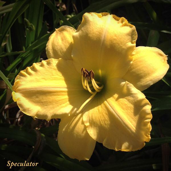 Photo of Daylily (Hemerocallis 'Speculator') uploaded by CaliFlowers