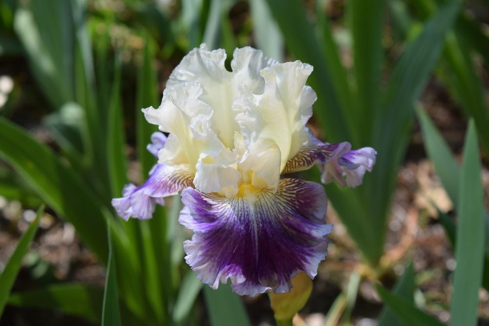 Photo of Tall Bearded Iris (Iris 'Soft Elegance') uploaded by Dachsylady86