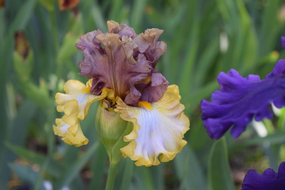 Photo of Tall Bearded Iris (Iris 'Mood Ring') uploaded by Dachsylady86