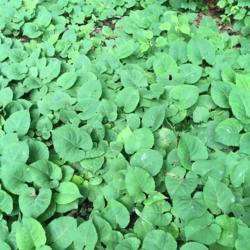 Location: Shade and partial shade area of hardwoods. H=8"-10" and W=8"-10". Cover large areas. The very base reveals 4 or 5 leafs and grow almost like a hosta.
Date: 2018-06-17
Very nice ground cover. Our woods had many patches of growth.