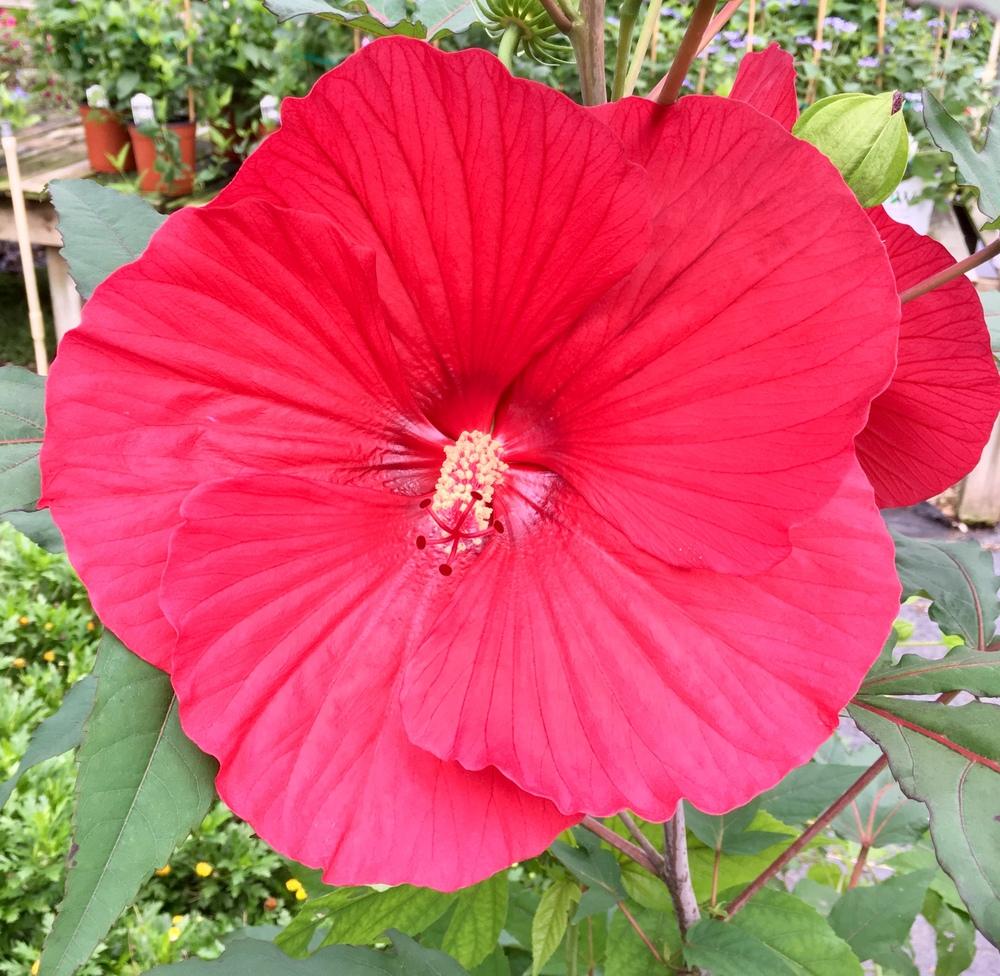 Photo of Hybrid Hardy Hibiscus (Hibiscus 'Midnight Marvel') uploaded by GaNinFl