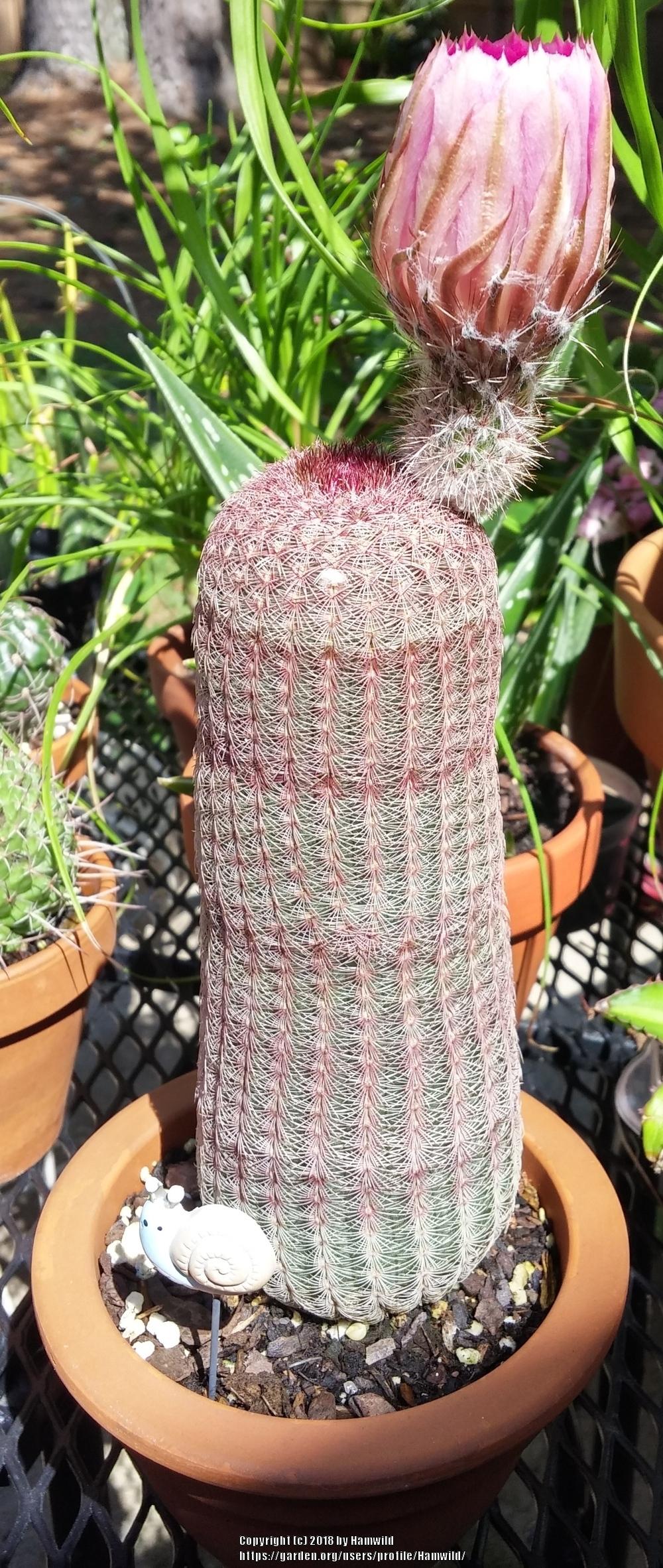 Photo of Arizona Ruby Rainbow Hedgehog Cactus (Echinocereus rigidissimus subsp. rubispinus) uploaded by Hamwild