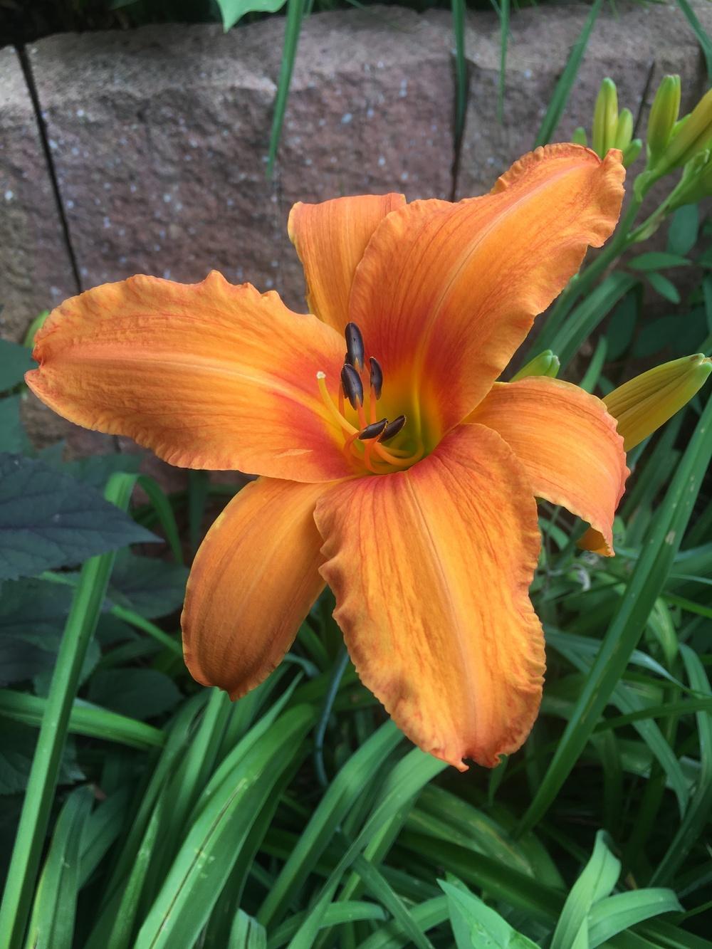 Photo of Daylily (Hemerocallis 'Orange Splash') uploaded by HilaryPK