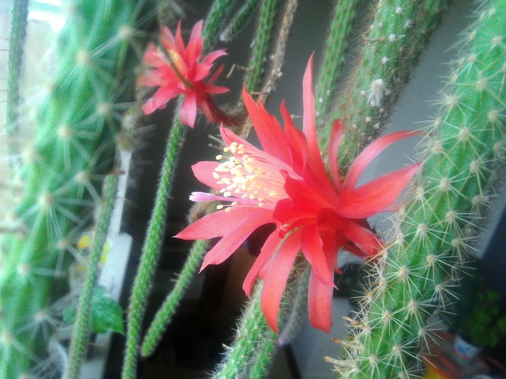 Photo of Rattail Cactus (Aporocactus flagelliformis) uploaded by KelliW