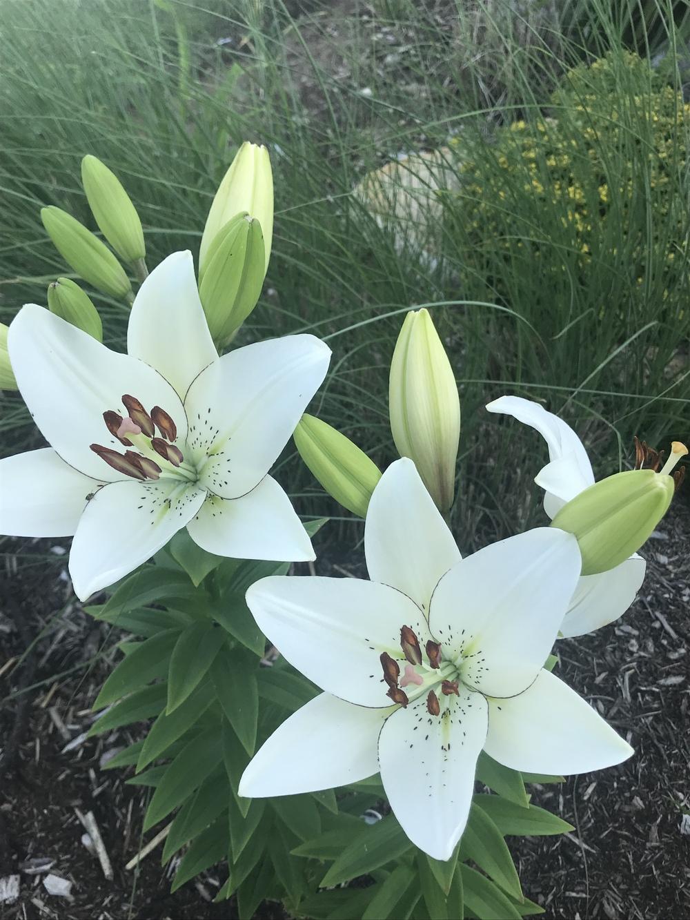 Photo of Lily (Lilium 'Eyeliner') uploaded by Legalily
