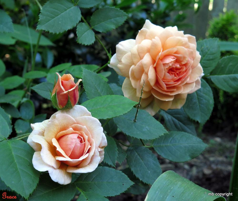 Photo of Rose (Rosa 'Grace') uploaded by MargieNY