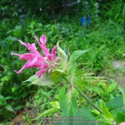 Location: my garden in Frederick MD
Date: 2015-06-16
bright girly pink!