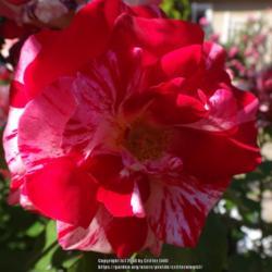 Location: Palatine Roses in Niagara-on-the-Lake
Date: 2016-06-25
different amounts of pink & white "broken color" in each red bloo