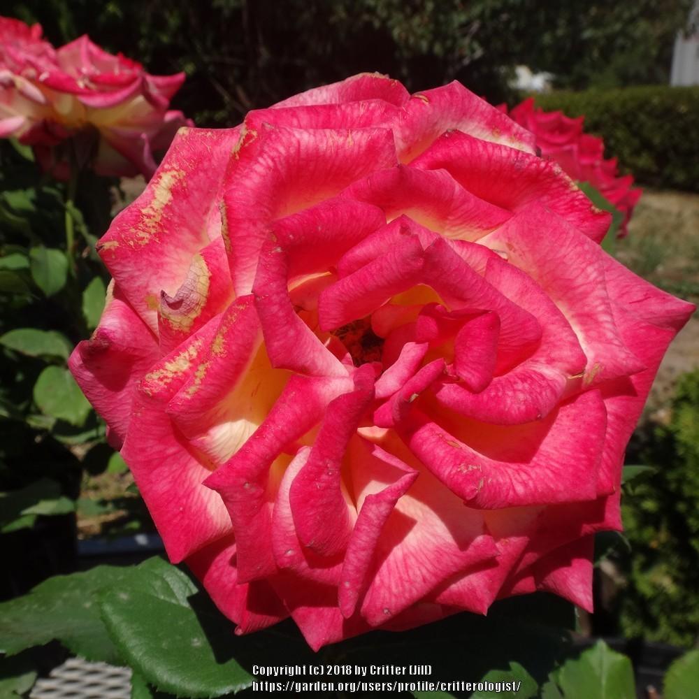 Photo of Rose (Rosa 'Dream Come True') uploaded by critterologist