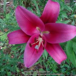Location: my garden in Frederick MD
Date: 2016-08-06
obtained from ADR Bulbs