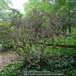 Location: Catoctin Zoo, MD
Date: 2015-07-10
dead shrub shows contorted structure