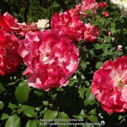 Location: Palatine Roses in Niagara-on-the-Lake
Date: 2016-06-25
Color varies from bloom to bloom