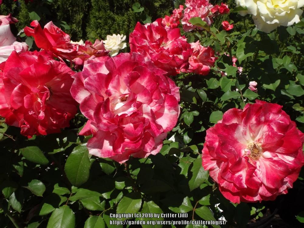 Photo of Rose (Rosa 'Philatelie') uploaded by critterologist