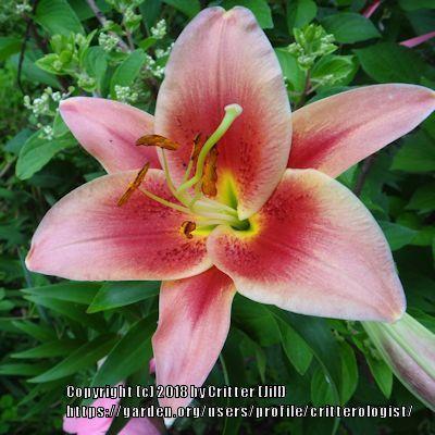 Photo of Lilies (Lilium) uploaded by critterologist