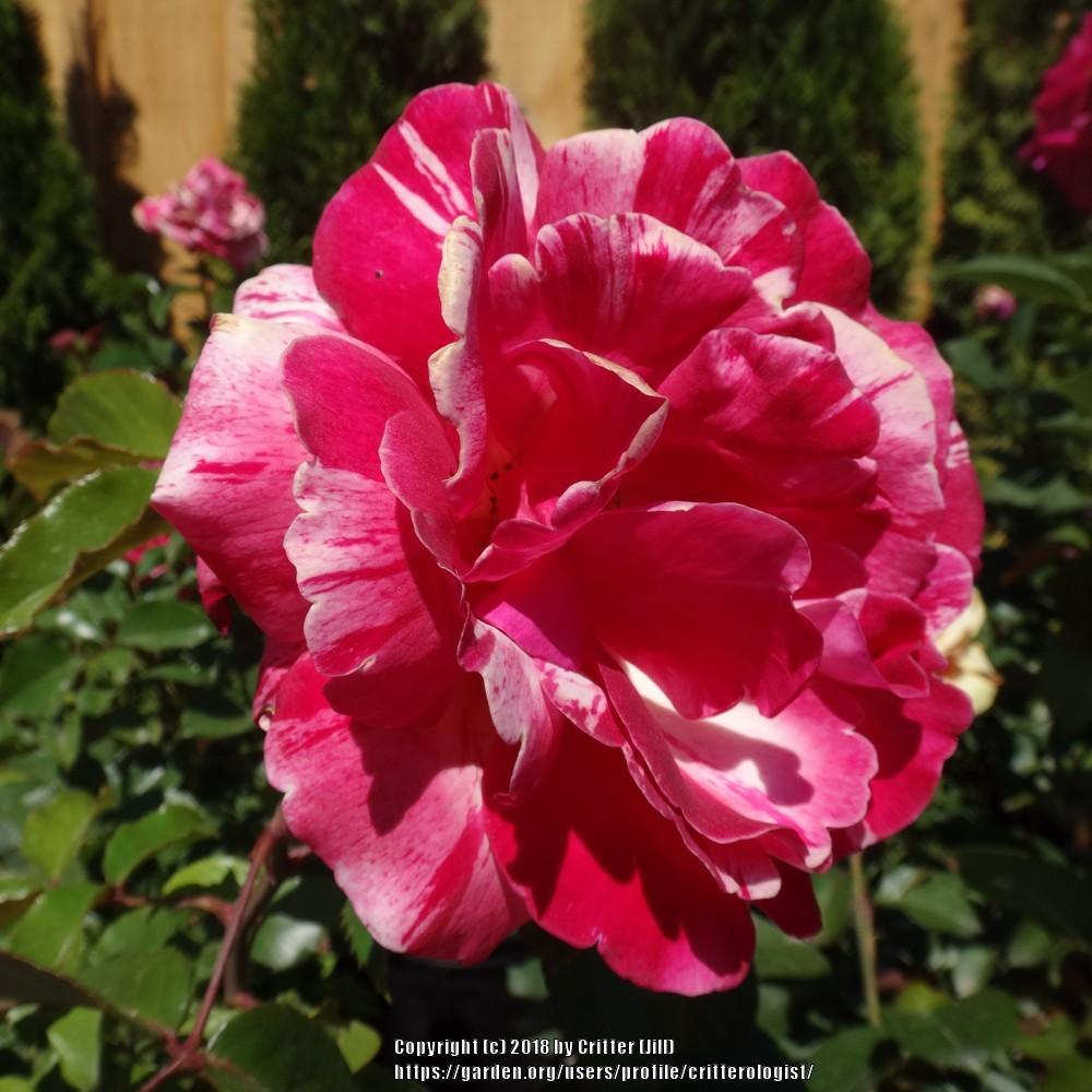 Photo of Rose (Rosa 'Broceliande') uploaded by critterologist