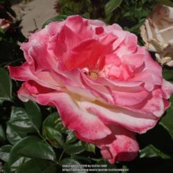 Location: Palatine Roses in Niagara-on-the-Lake
Date: 2016-06-25