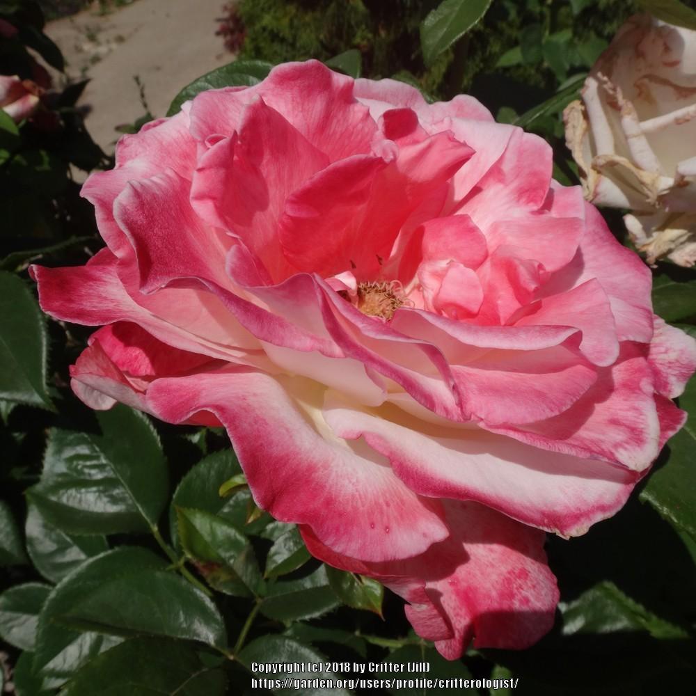 Photo of Rose (Rosa 'Crescendo') uploaded by critterologist